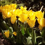 Kellenberg Memorial Tulips